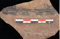 Foto (Detailsansicht) von Quercus palaeoilex Ettingshausen (NHMW-GEO-2024-0188-0760)